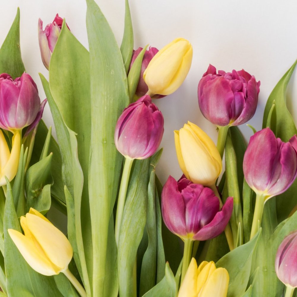 Meet your Posher, Nikitana